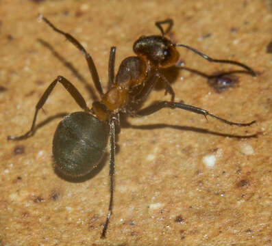 Image of Black-backed meadow ant