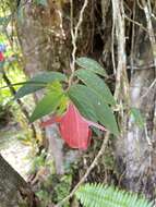 Image de Columnea nicaraguensis Oerst.