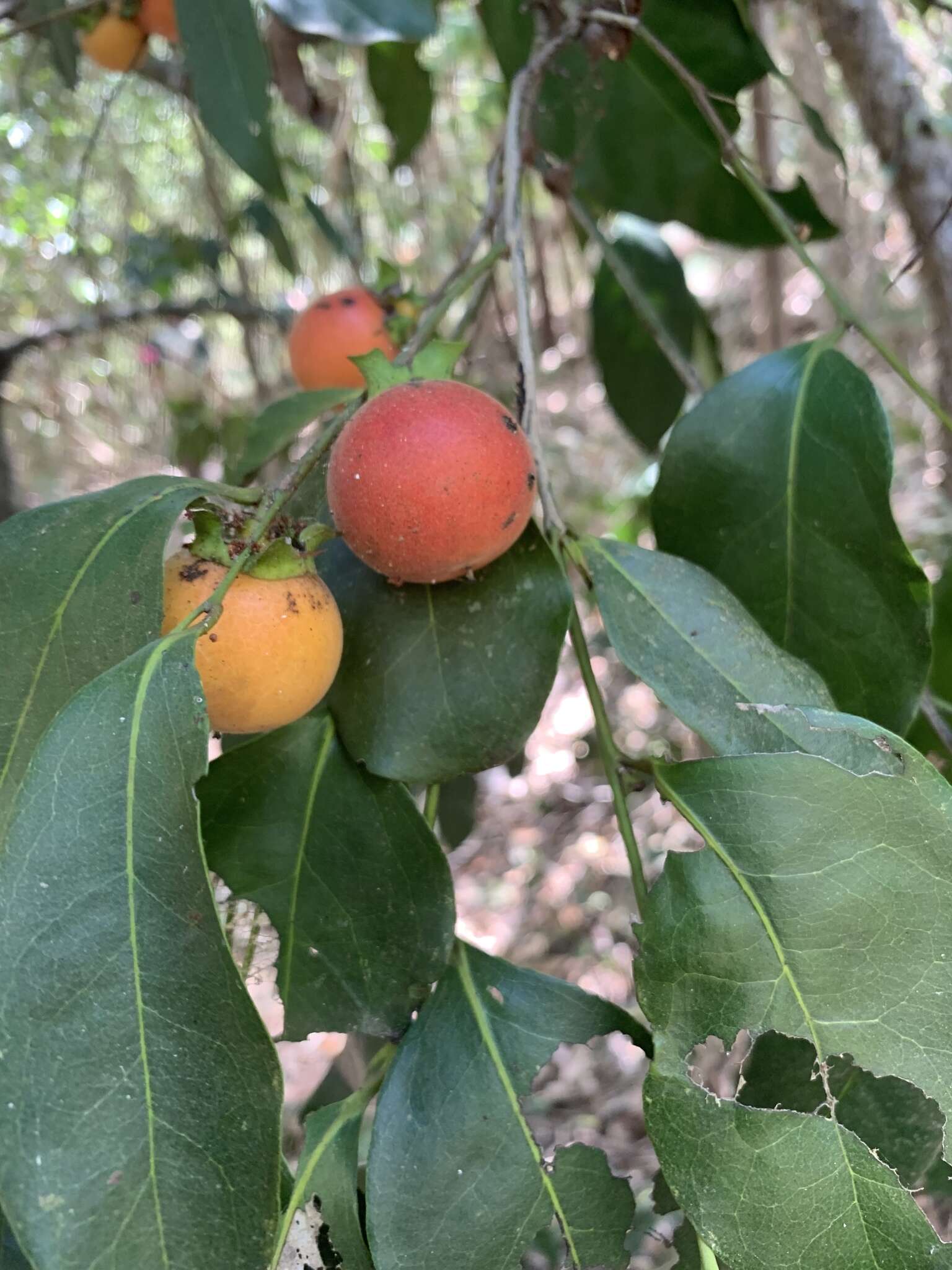 Plancia ëd Diospyros hebecarpa A. Cunn. ex Benth.