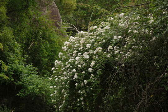 Слика од Rosa cymosa Tratt.