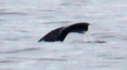 Image of gray whales