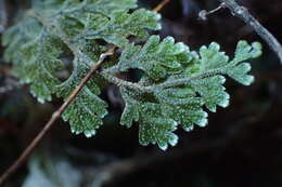 Image of Hymenophyllum frankliniae Col.