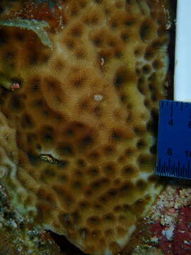 Image of Golfball coral