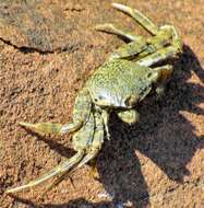 Image of Grapsus fourmanoiri Crosnier 1965