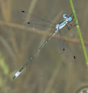 Image of Rainpool Spreadwing