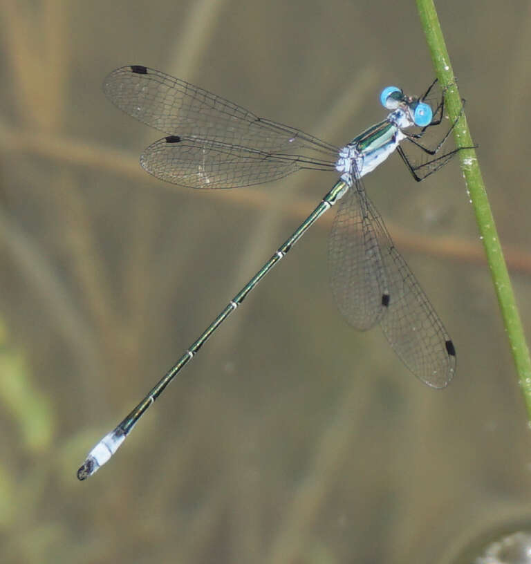 Image of Rainpool Spreadwing