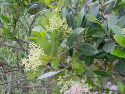 Image of Olea capensis subsp. macrocarpa (C. H. Wright) I. Verd.