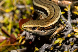 Image of Eyres skink