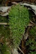 Image of Hymenophyllum demissum (G. Forst.) Sw.