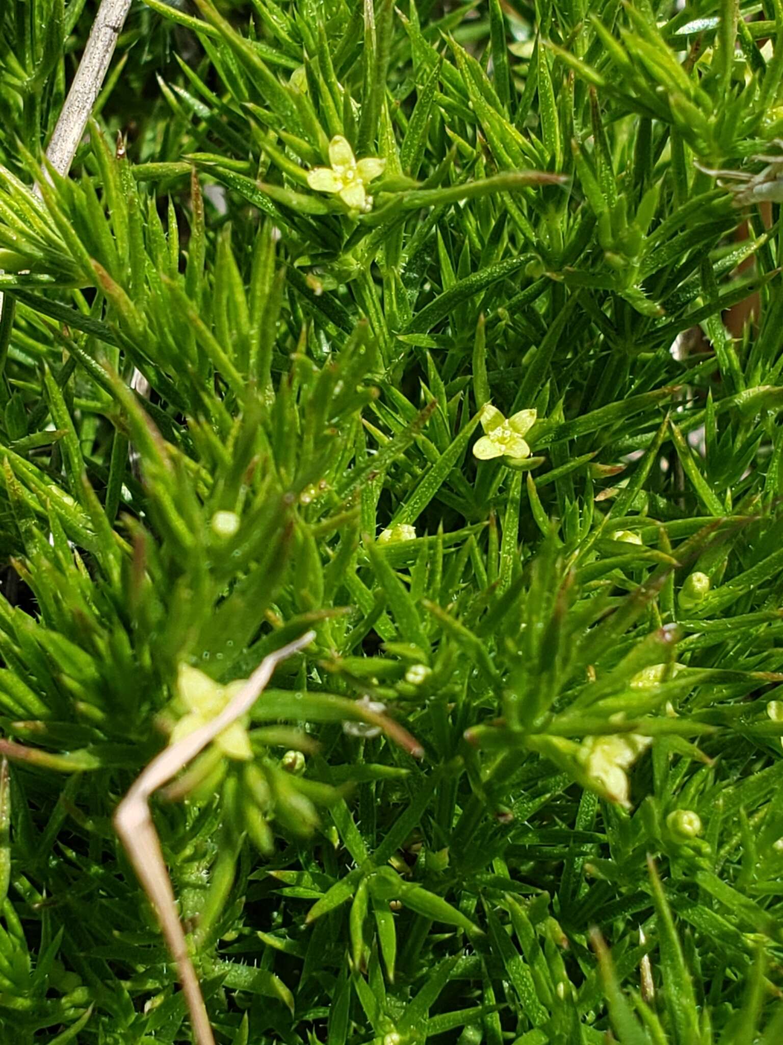 Plancia ëd Galium andrewsii A. Gray