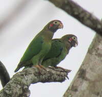 Image of Brown-hooded Parrot