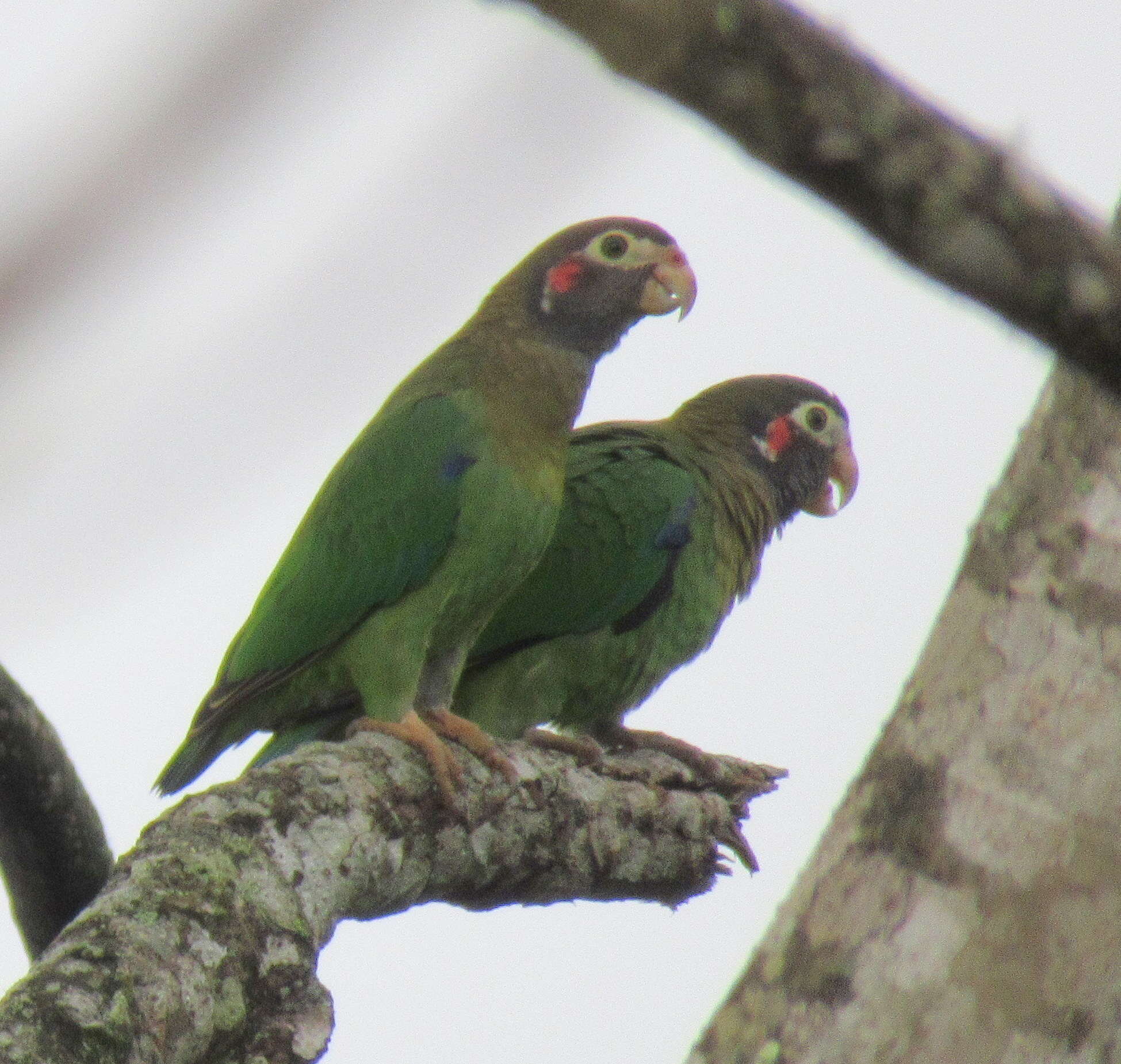 Image of Brown-hooded Parrot