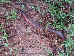 Image of Central American Indigo Snake