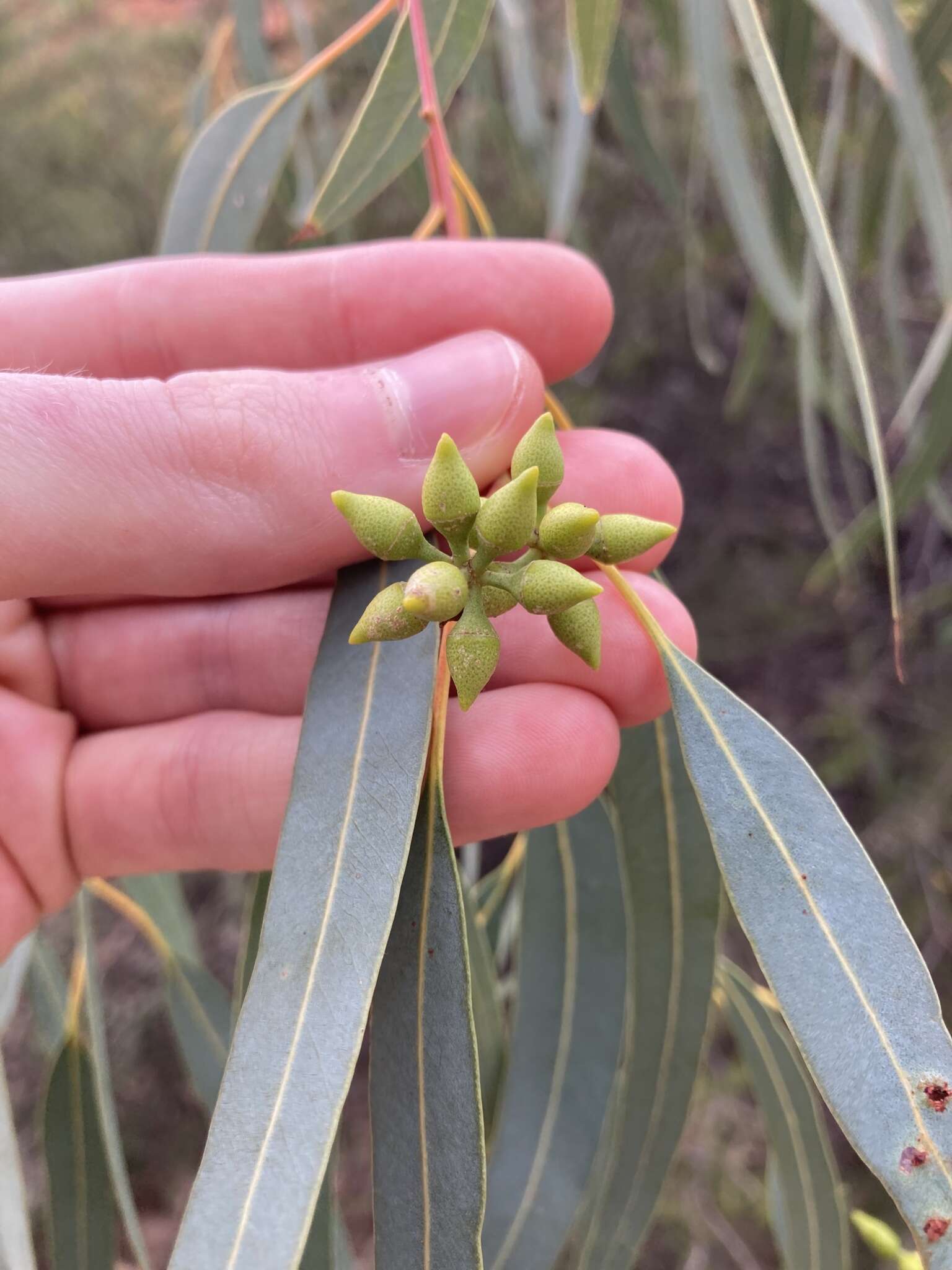 Image of Eucalyptus camaldulensis subsp. arida Brooker & M. W. Mc Donald
