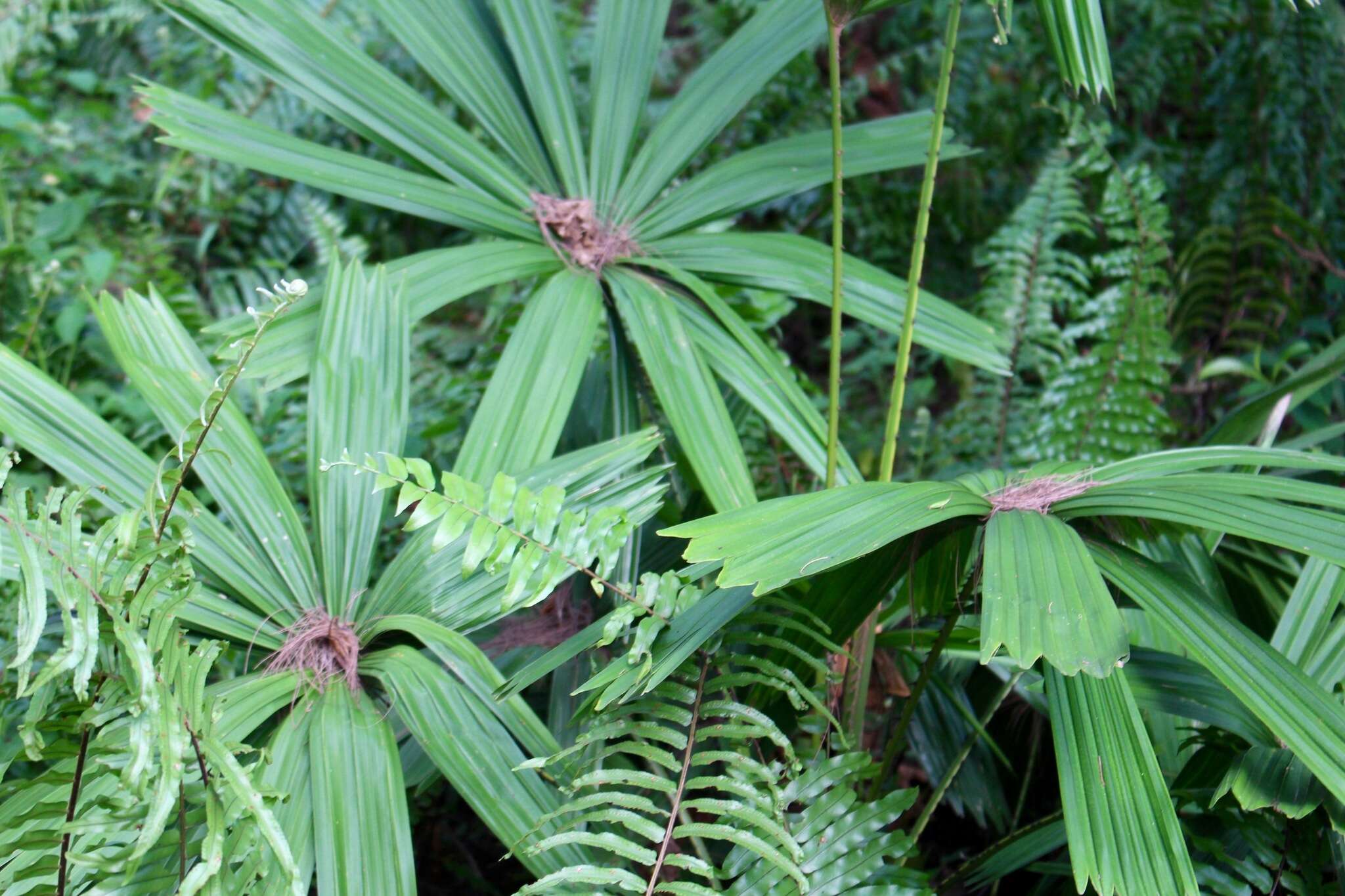 Image of Mangrove fan palm