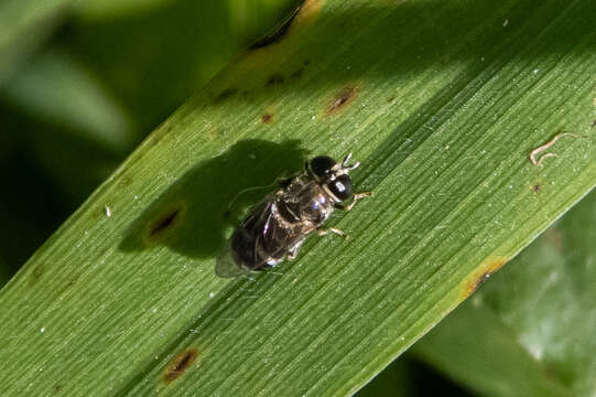 Image of Ginger maggot