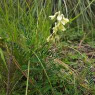 Sivun Astragalus strigulosus Kunth kuva