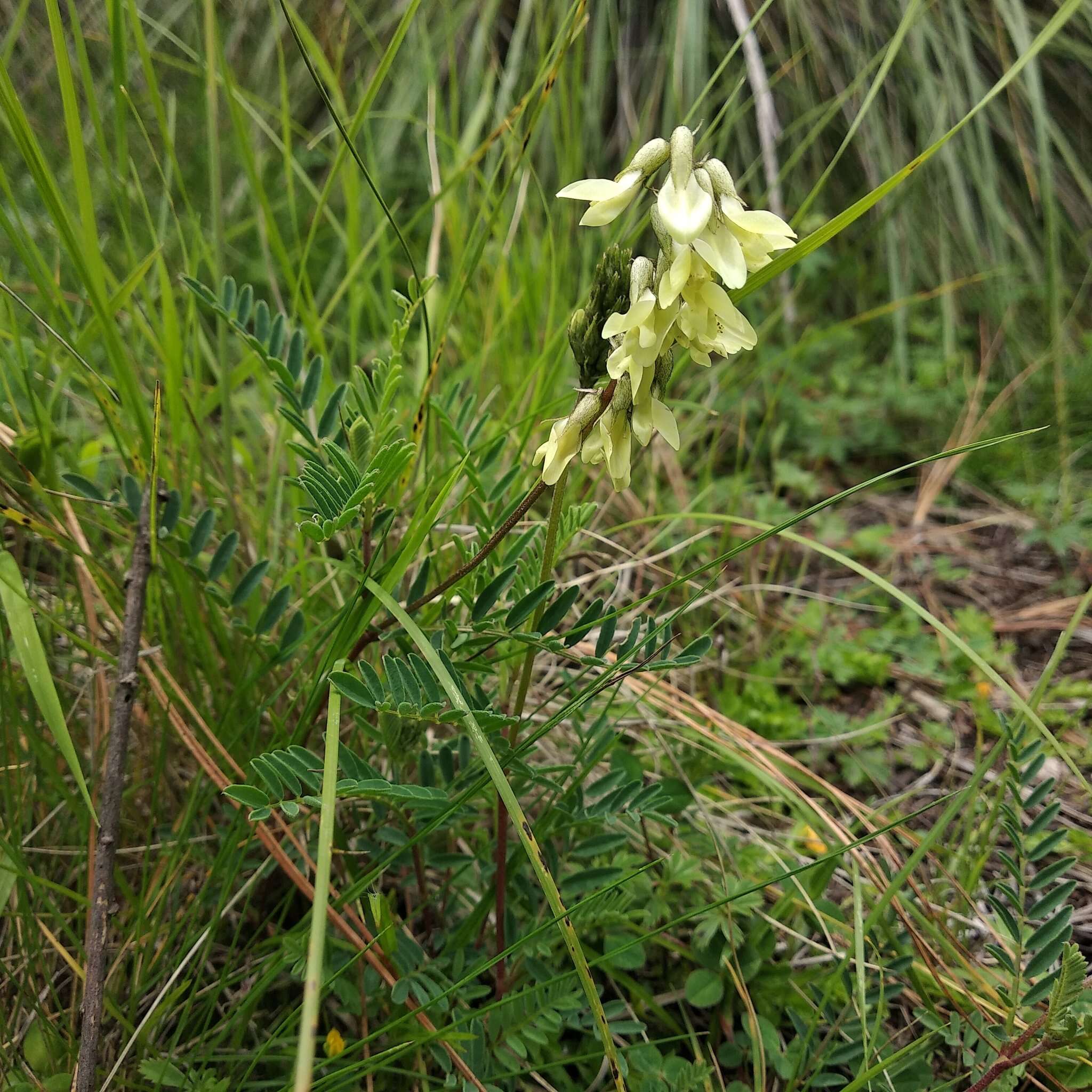 Image of Astragalus strigulosus Kunth