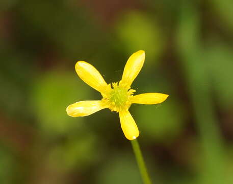 Plancia ëd Ranunculus plebeius R. Br. ex DC.