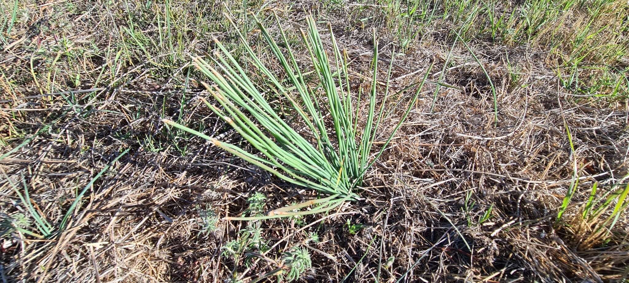 Image of Trachyandra revoluta (L.) Kunth