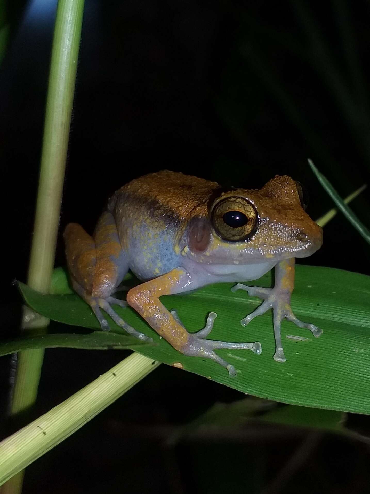 Image of Fort Randolph Robber Frog