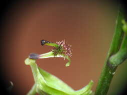 Plancia ëd Arthrochilus prolixus D. L. Jones