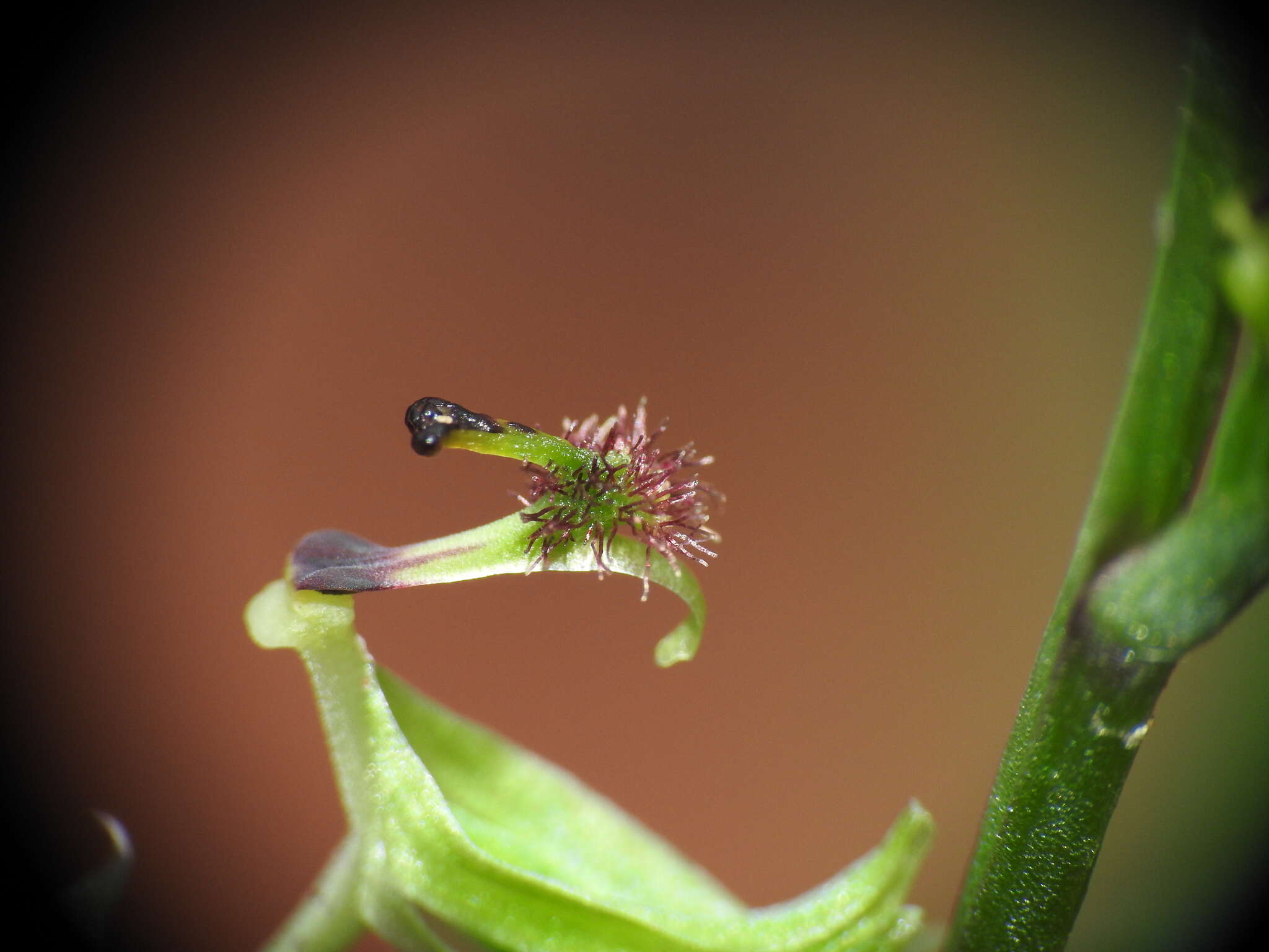 Image of Arthrochilus prolixus D. L. Jones