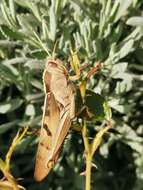 Image of Acanthacris ruficornis citrina (Serville 1838)