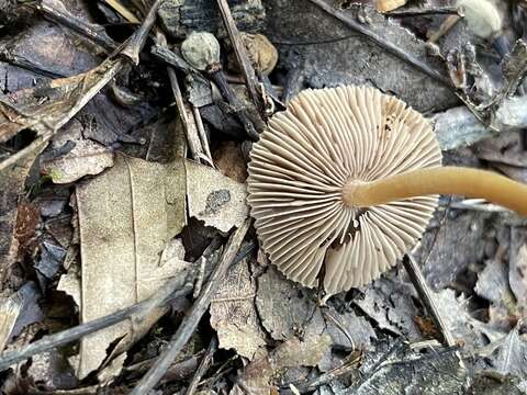 Image of Inocybe nodulosa Kauffman 1924