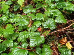 Image of snow raspberry