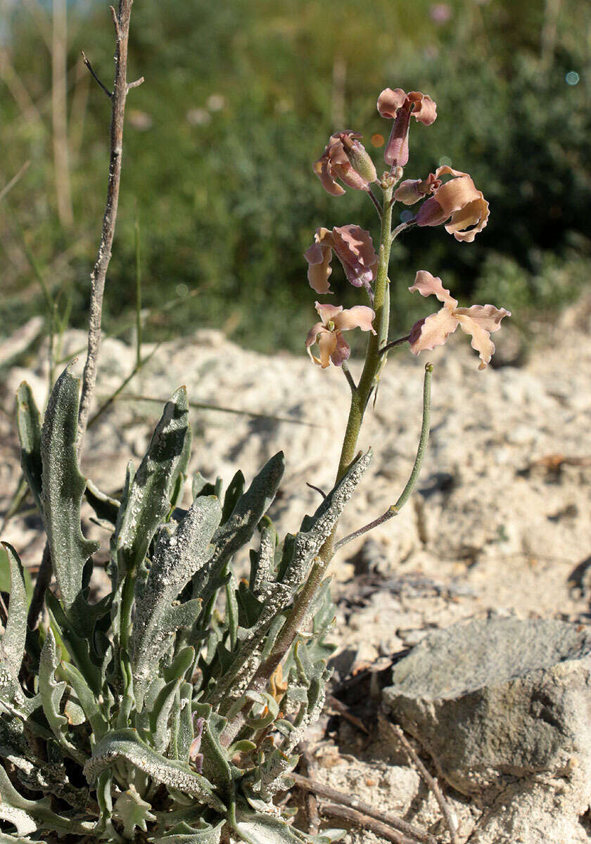 Image of Matthiola fragrans (Fisch.) Bunge