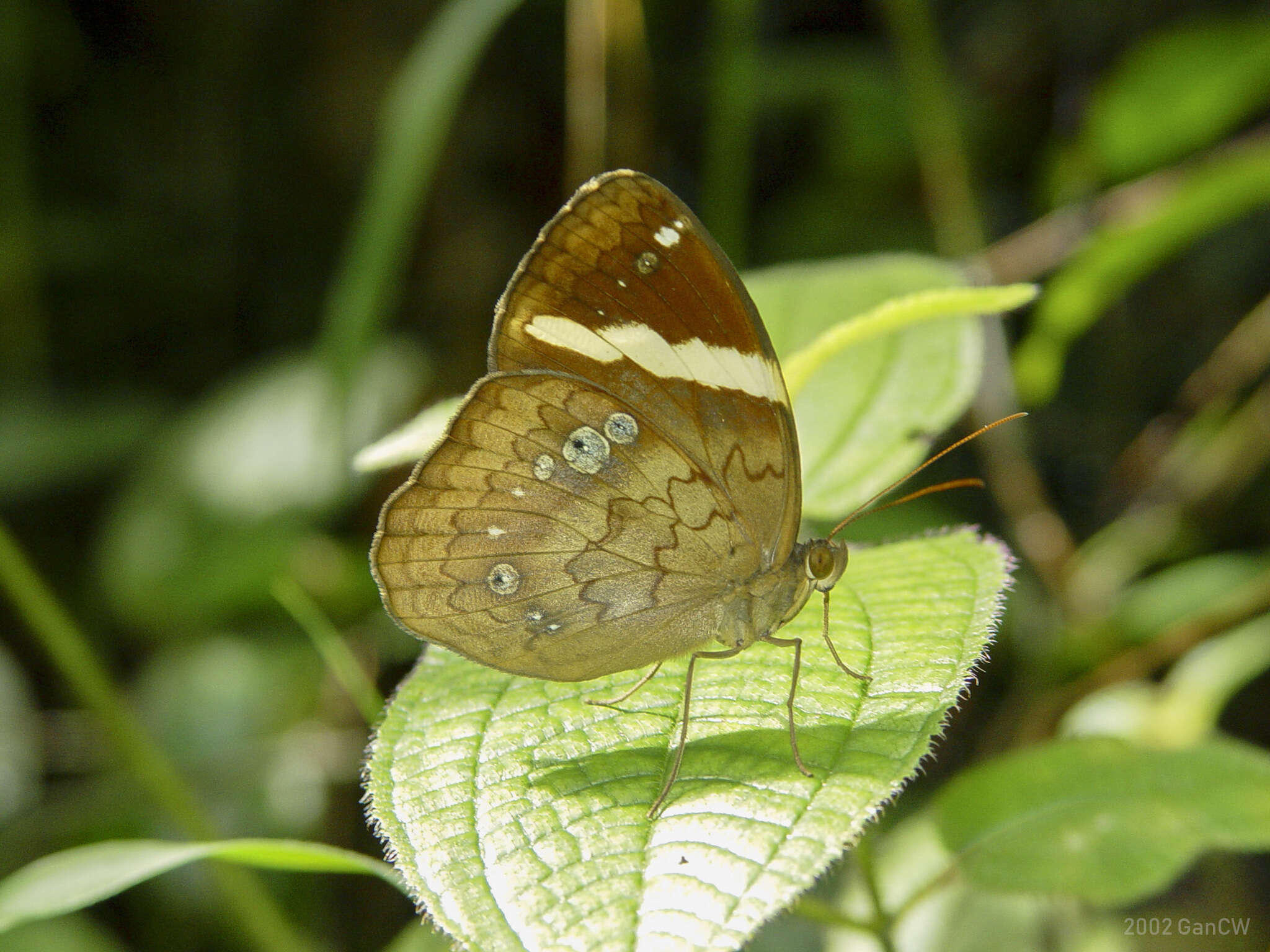 Image of Xanthotaenia