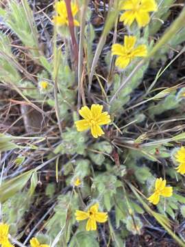 Image of Yosemite tarweed