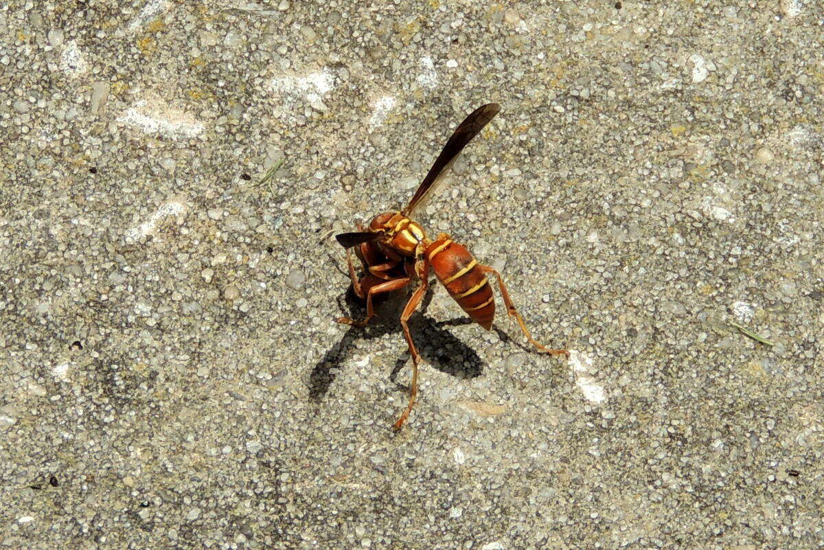 Image of Polistes bellicosus Cresson 1872