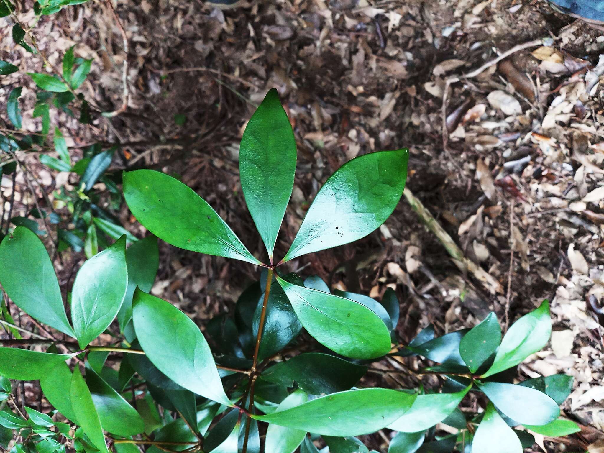 Image of Ternstroemia gymnanthera (Wight & Arn.) Sprague