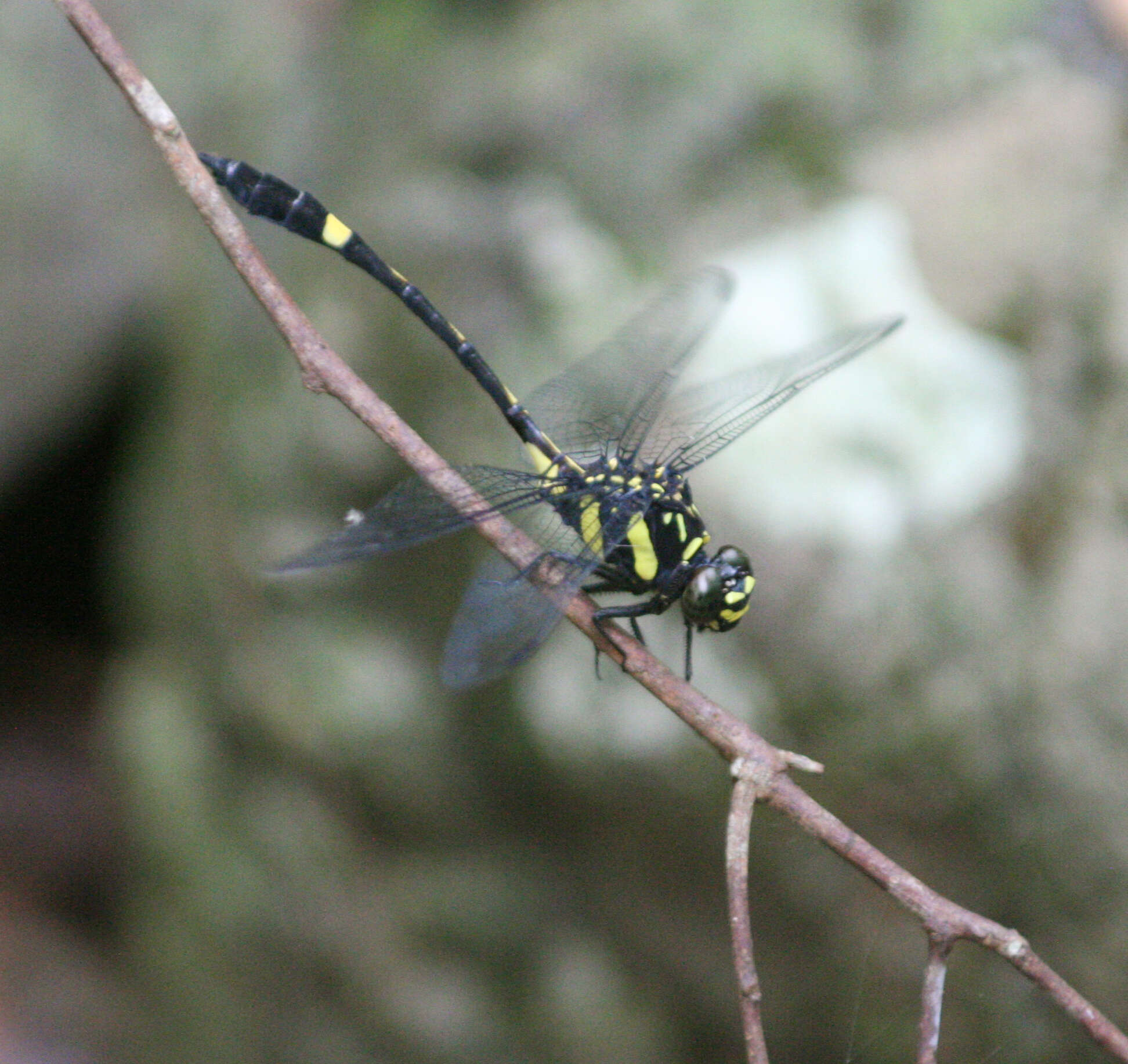 صورة Gomphidictinus perakensis (Laidlaw 1902)