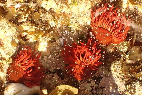 Image of False plum anemone