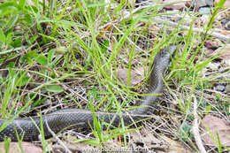 Image of Dahls Wipe Snake