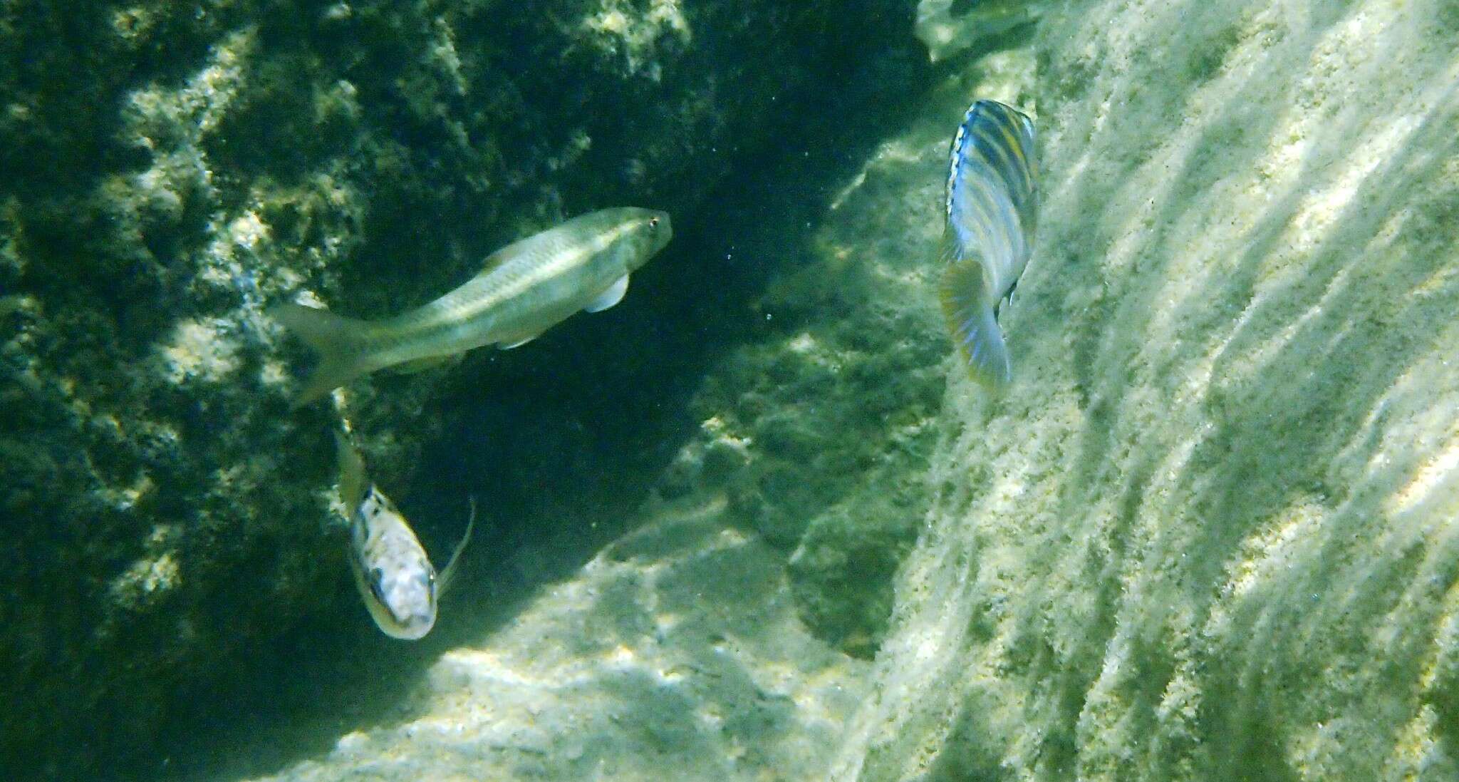 Image of African carp