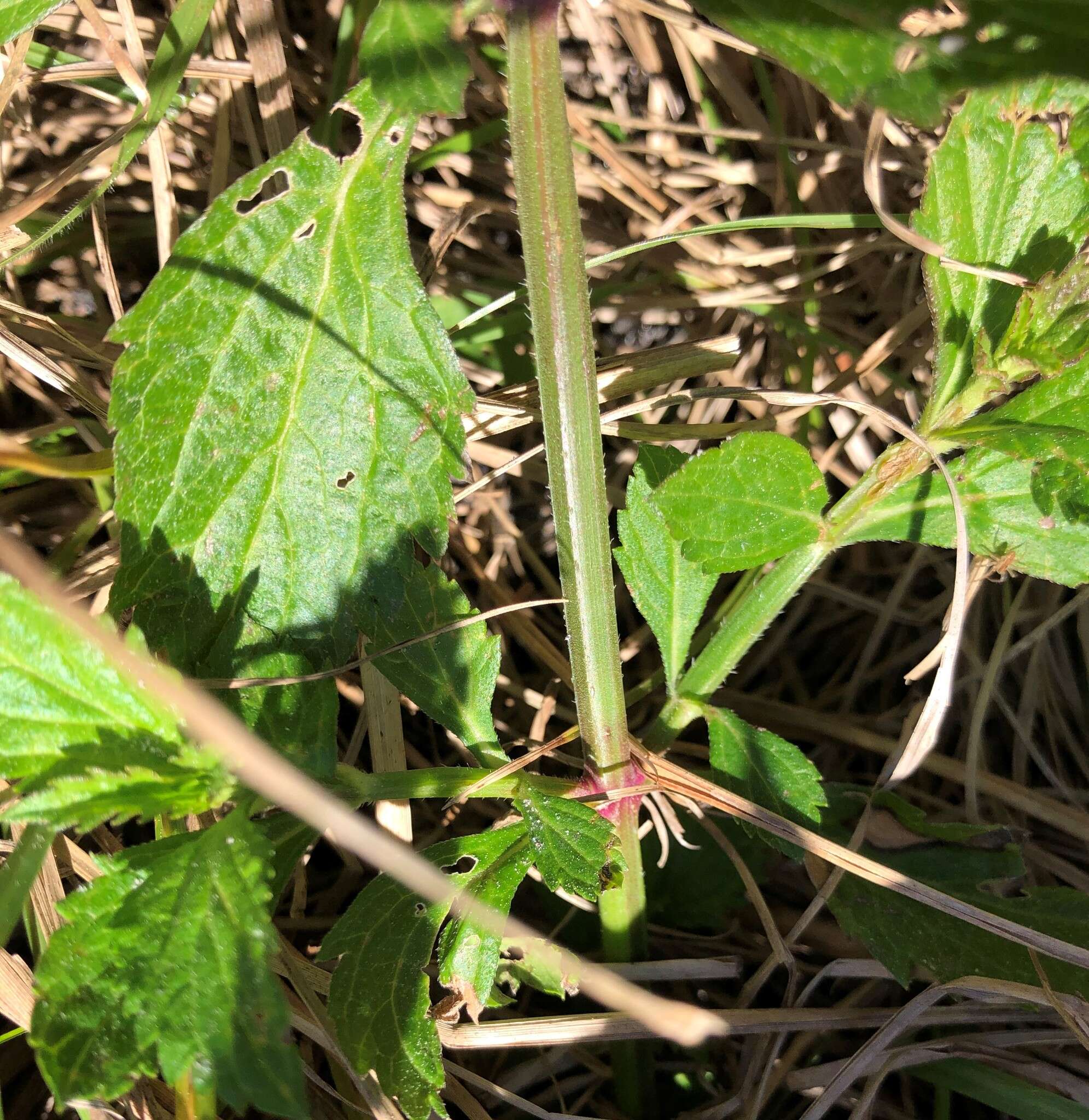 Image of Sandpaper Vervain