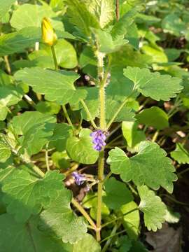 Image of Glechoma hirsuta Waldst. & Kit.