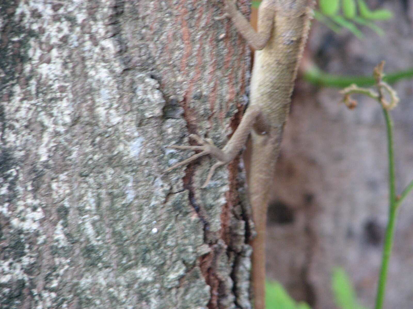 Image of Changeable lizard