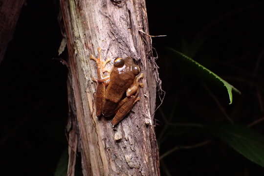 Image of Rhacophorus margaritifer (Schlegel 1837)