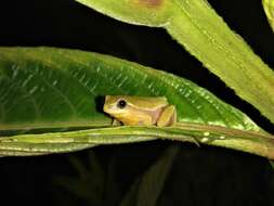 Image of Lagoa Santa's Tree Frog