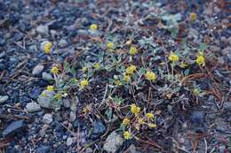 Image of sulphur-flower buckwheat