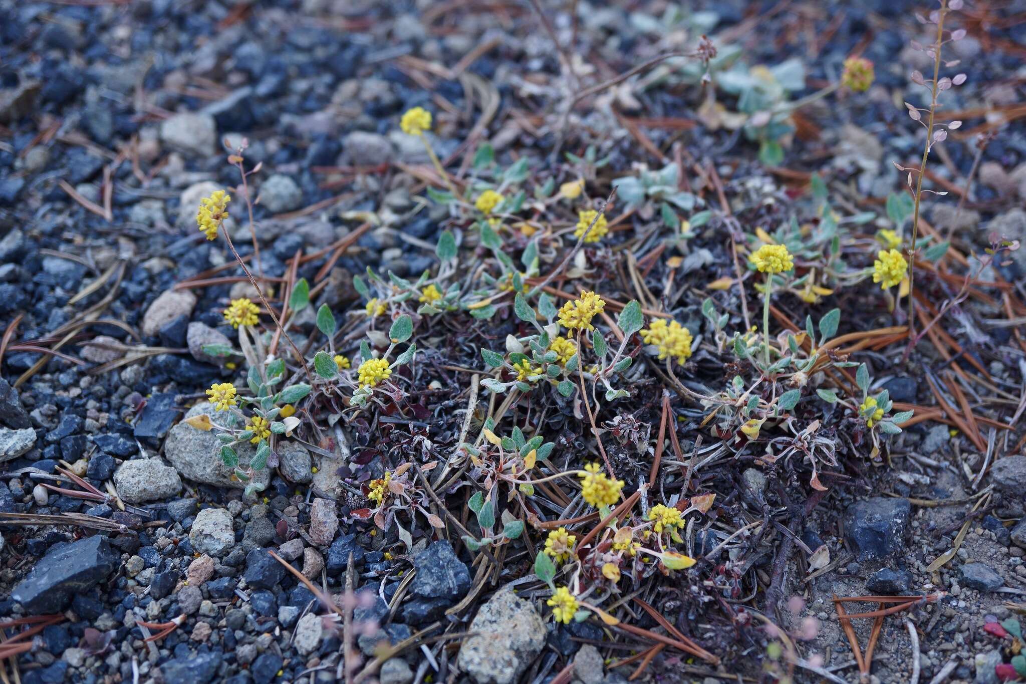 Image of sulphur-flower buckwheat