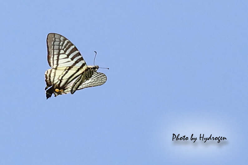 Image of Six-bar Swordtail Butterfly