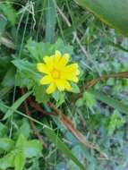 Image of Osteospermum ilicifolium L.