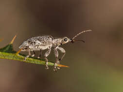 Image de Agnesiotis pilosula Pascoe & F. P. 1870