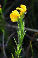 Image of <i>Liparia angustifolia</i>
